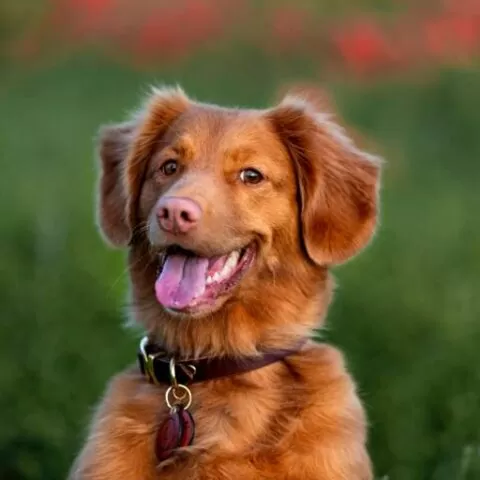 Hunde OP Versicherung Bochum